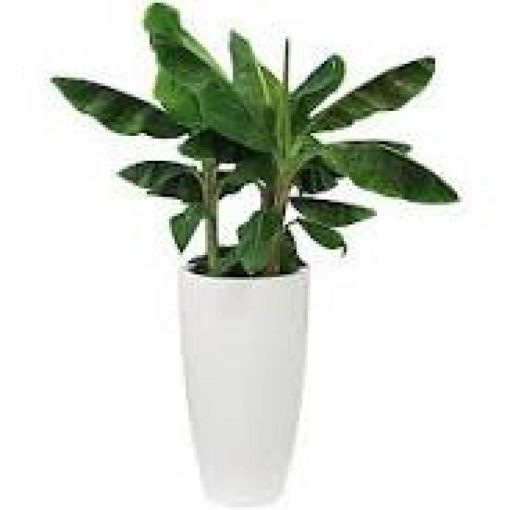 Pot De Fleurs Rond Pure Soft Round High Ø 35 X H.62 Cm